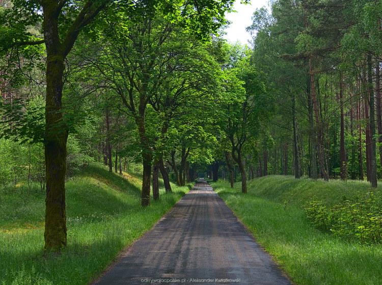 Jadąc do wsi Drężno - droga i drzewa 3 (211.427734375 kB)