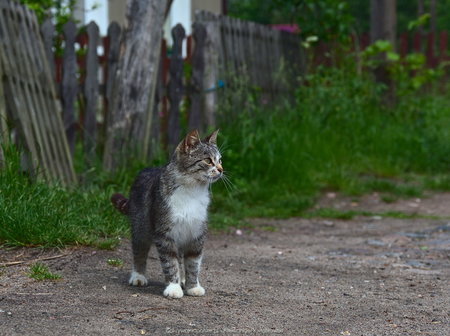 Kot w Starym Wierzchowie (2)