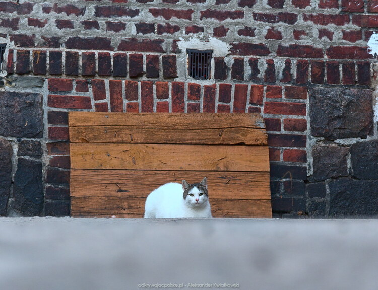 Kot przy Młyńskiej 1 - chlebek (156.96875 kB)