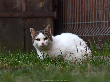 Kot przy Młyńskiej 1 - w trawie