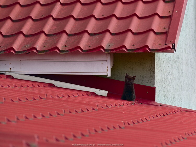 Mały czarny kotek (123.1162109375 kB)
