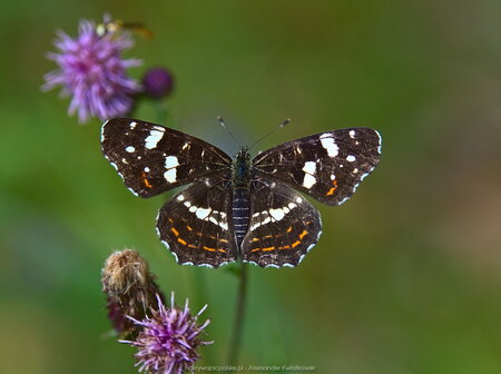 Motyl (Rusałka kratkowiec, forma letnia) 