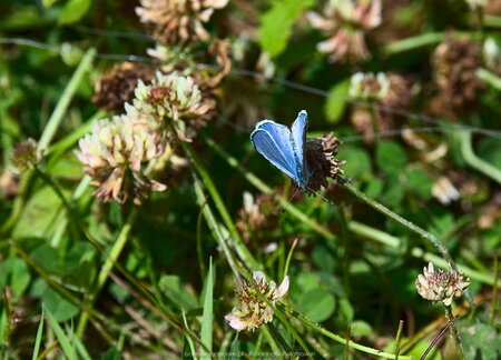 Motyl (Modraszek ikar)