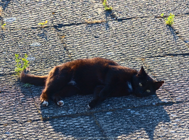 Kot w Węgorzewie (249.8740234375 kB)