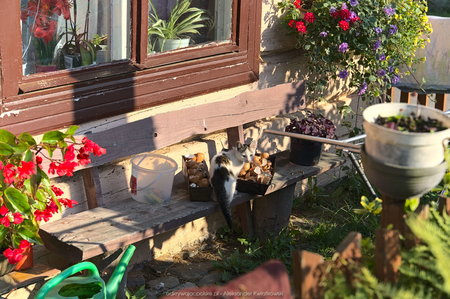 Kotek przed domem w Jaśliskach