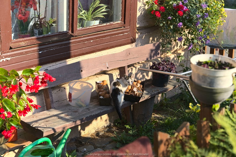 Kotek przed domem w Jaśliskach (196.5087890625 kB)