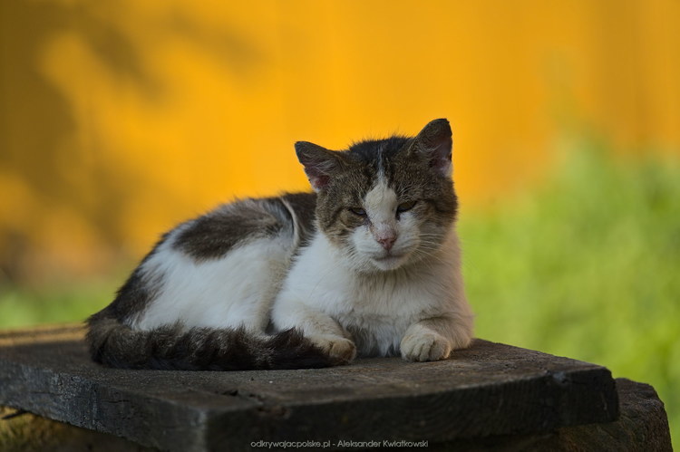 Kot na studnia w Jaśliskach (107.541015625 kB)