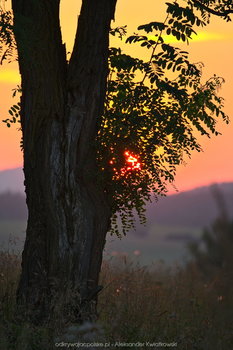Drzewo o zachodzie słońca