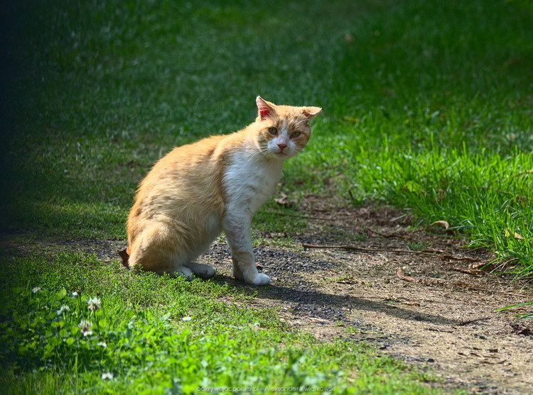 Kot we wsi Kłocko (1) (174.888671875 kB)