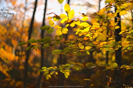 Jesienny las (1)