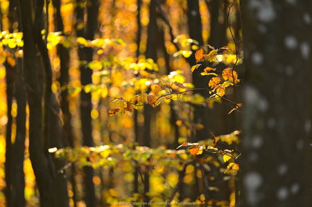 Jesienny las (2)