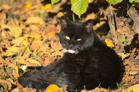 Czarny kot w Kolsku