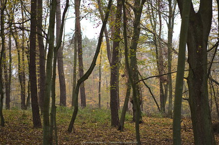 Jesienny las w Głębocku