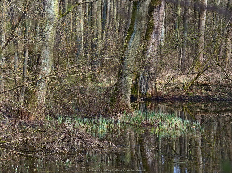 Podmokłe tereny Gorzkiego Pola Podmokłe tereny Gorzkiego Pola (247.93359375 kB)