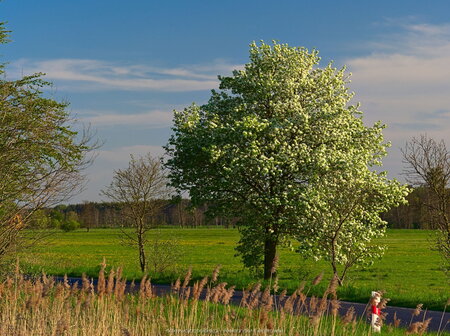 Kwitnące drzewo w okolicy wsi Ninino
