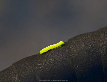 Zielona gąsienica (Orthosia incerta) na moim rowerze