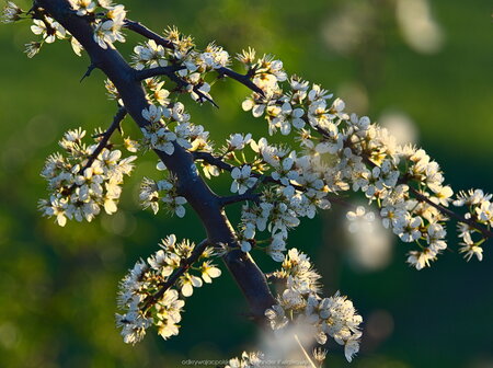 Kwitnące drzewo podczas zachodu