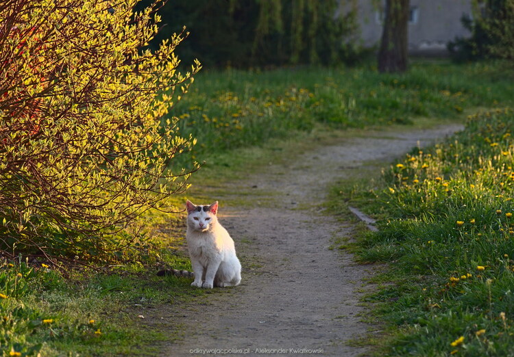Kot w Sokołowie Budzyńskim (191.095703125 kB)