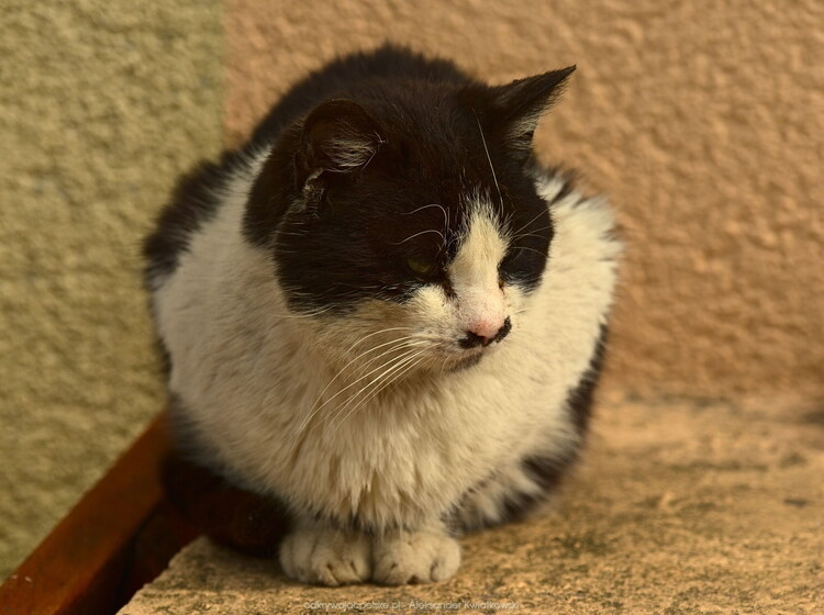 Kot w Świechocinie (116.4208984375 kB)