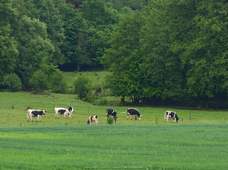 Krowy we wsi Cieszyniec