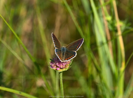 Motyl - Modraszek (samica, otwarte skrzydła)