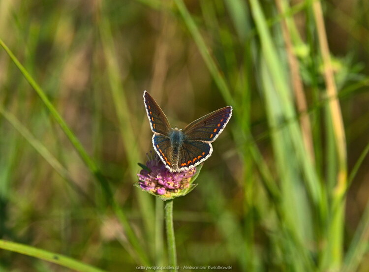 Motyl - Modraszek (samica, otwarte skrzydła) (103.7333984375 kB)