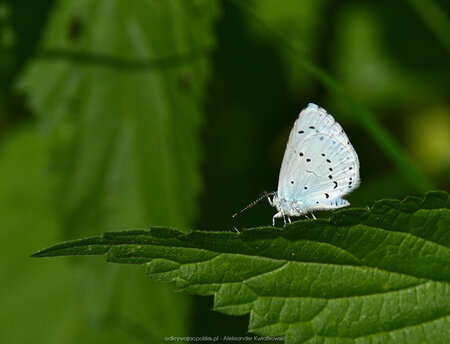 Motyl - Modraszek (Wieszczek?, samiec, z boku)