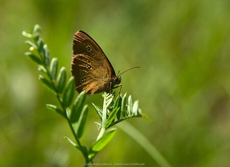 Motyl - Czerwończyk