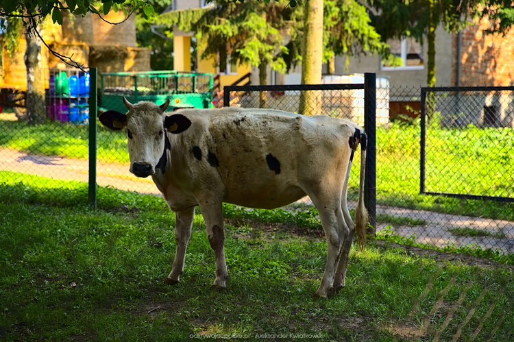 Krowa w Kitnowie (211.4736328125 kB)