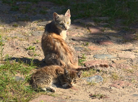 Koty w Rywałdziku Górnym