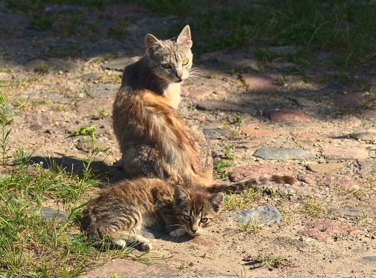 Koty w Rywałdziku Górnym (193.41015625 kB)