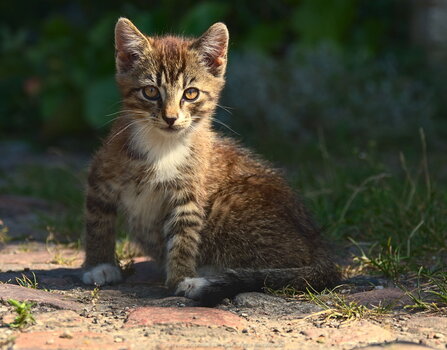 Mały kotek w Rywałdziku Górnym