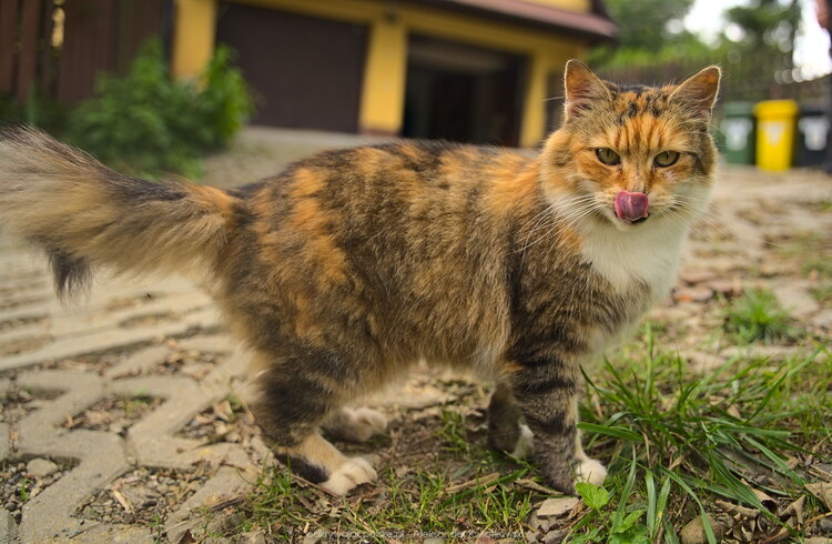 Bardzo towarzyski kot we wsi/dzielnicy Gołynia (163.83203125 kB)