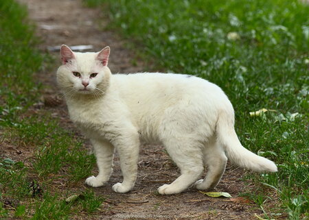 Biały kot w Samławkach