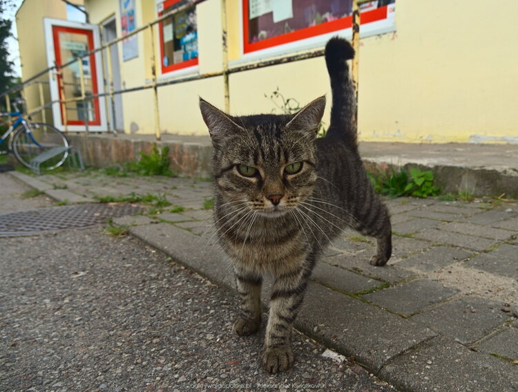 Kot w Sątopach-Samulewie (1) (150.39453125 kB)