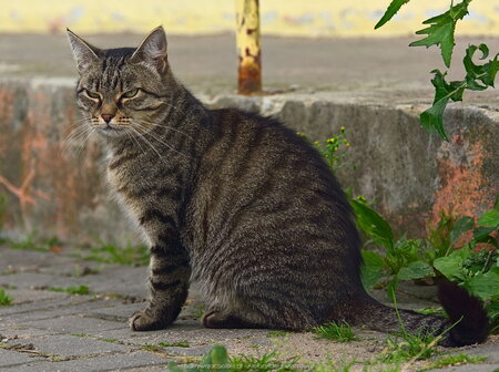 Kot w Sątopach-Samulewie (2)