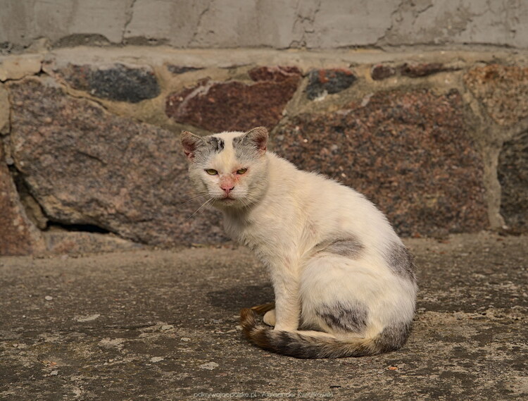 Kot w Drogoszach (173.4423828125 kB)