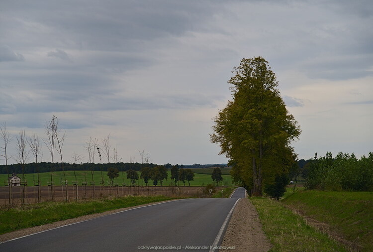 Droga ze wsi Bezledy w stronę Górowa Iławieckiego (124.0712890625 kB)