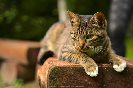 Kot na ławce
