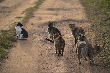 Zgrupowanie kotów (4)