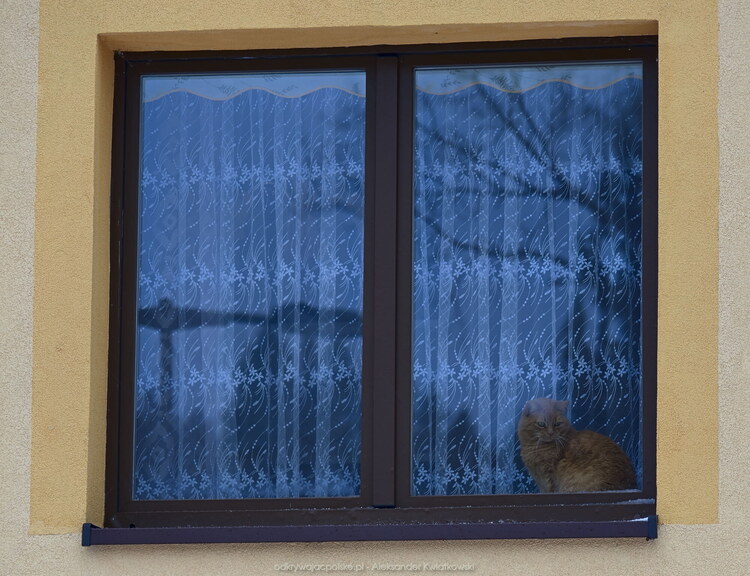 Kot w Szklarskiej (154.7685546875 kB)