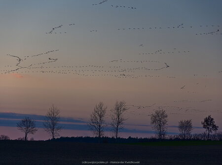 Migracja ptaków