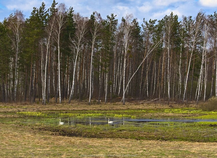 Torfowiska Mieleńskie Torfowiska Mieleńskie (206.076171875 kB)