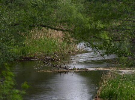 Rzeka Wełna obok Szkółek (2)