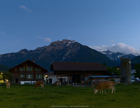 Krowy w Interlaken