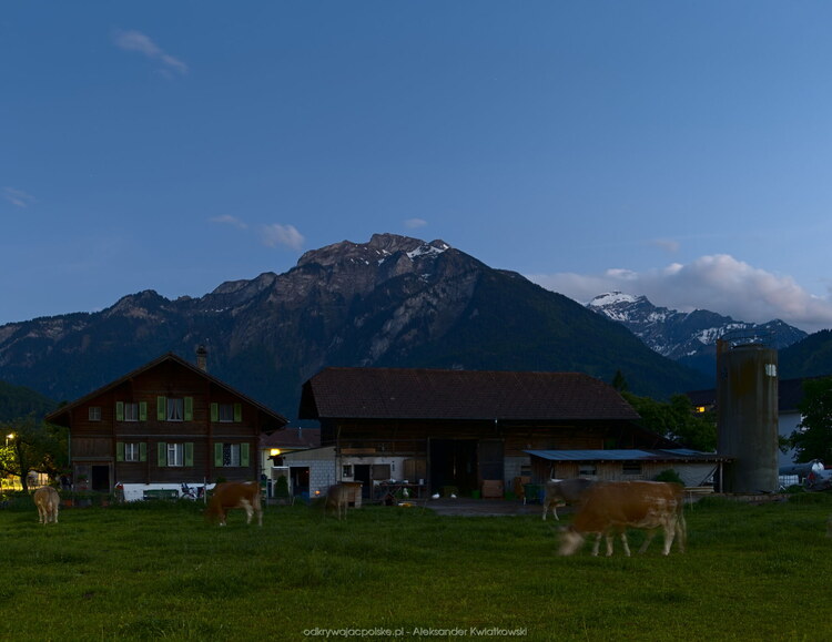 Krowy w Interlaken (103.099609375 kB)