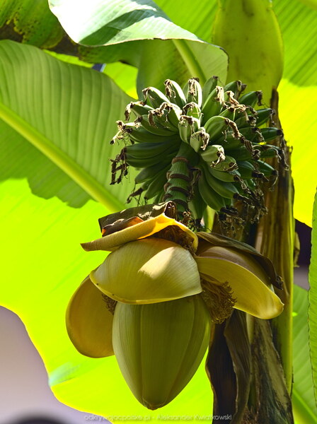 Drzewo bananowe (104.6142578125 kB)