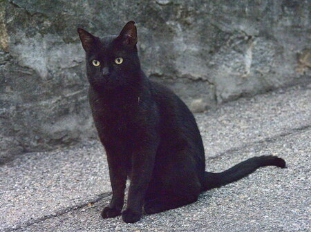 Czarny włoski kot