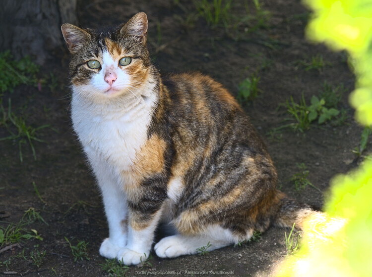 Kot w Łabuniu Wielkim - siedzący w cieniu (134.8740234375 kB)