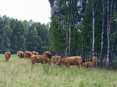 Krowy przy lesie